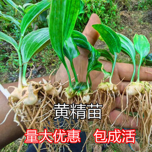 黄精种植苗姜型四川多花不倒苗甜黄精老虎姜种苗中药材新鲜滇黄精