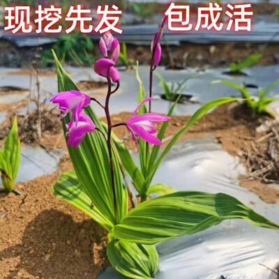 江西紫花宽叶三叉大白及种苗白芨苗基地直发大苗种植基地带根发货