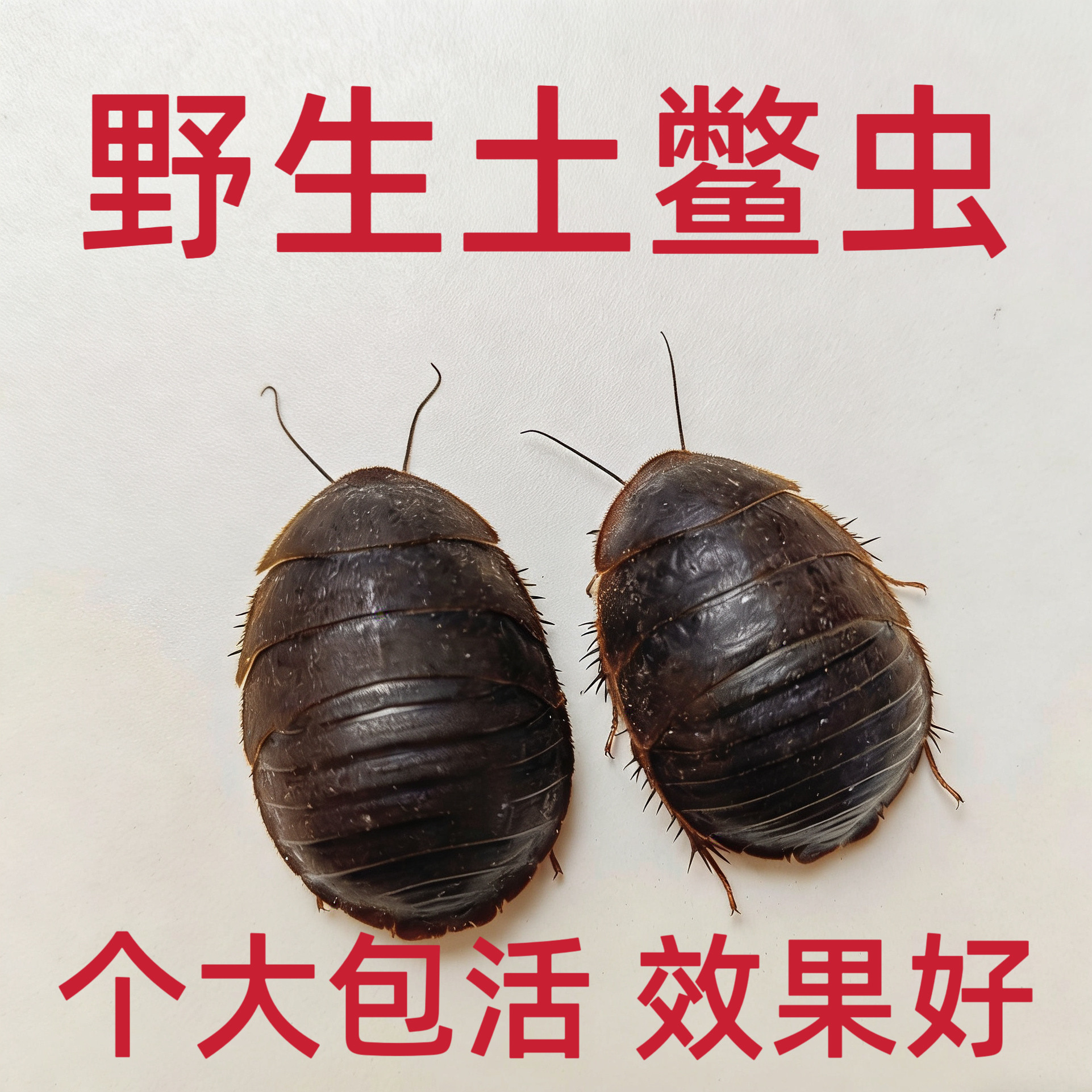 沂蒙山野生活土鳖虫鲜活土元虫活接骨虫土鳖子地鳖虫地乌龟中药材