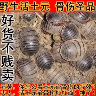 野生活土鳖虫活土元活虫地鳖虫土鳖子食用中药材骨伤偏方500g包邮