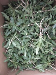 新鲜小蓟  刺菜 七七芽 刺角芽 刺儿菜整棵带根全草四鲜汤500克