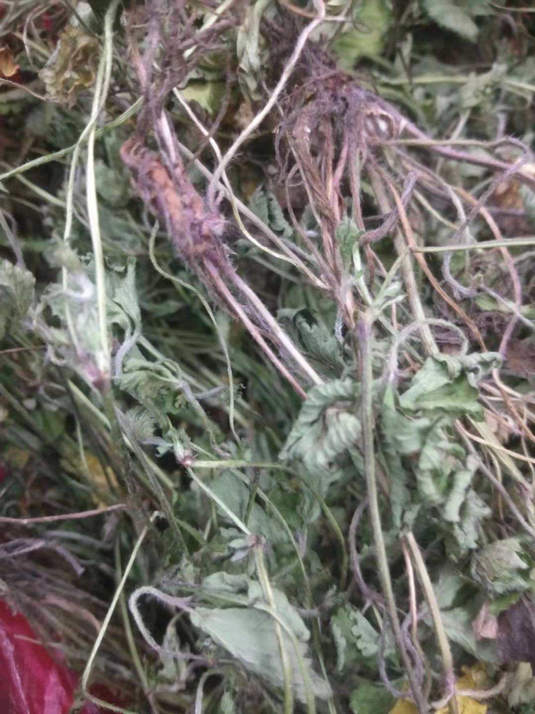 新晒干品农 野生蛇莓草 蛇泡草 整棵全草250g包邮 中药材 三爪风