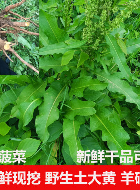新鲜野生土大黄根皱叶酸模土三七杨铁叶羊蹄根鲜大青野菠菜现挖