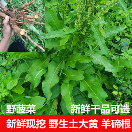 新鲜野生土大黄根皱叶酸模土三七杨铁叶羊蹄根鲜大青野菠菜现挖