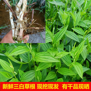 新鲜三白草根500克中药材天性草根白花莲根百节藕塘边藕干品包邮