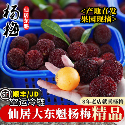 特大果】正宗浙江仙居东魁杨梅当季孕妇新鲜水果现摘现发整箱礼盒