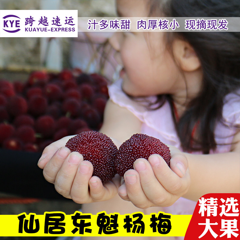 divine abode Dongkui fresh fruit fresh Bayberry Taizhou specialty pregnant woman fruit Gift box packaging SF 6in the Aquatic meat/Fresh fruits and vegetables/Cooked , Fresh fruit , Other  category - from Buy2taobao.com to provide professional Taobao agent buy service
