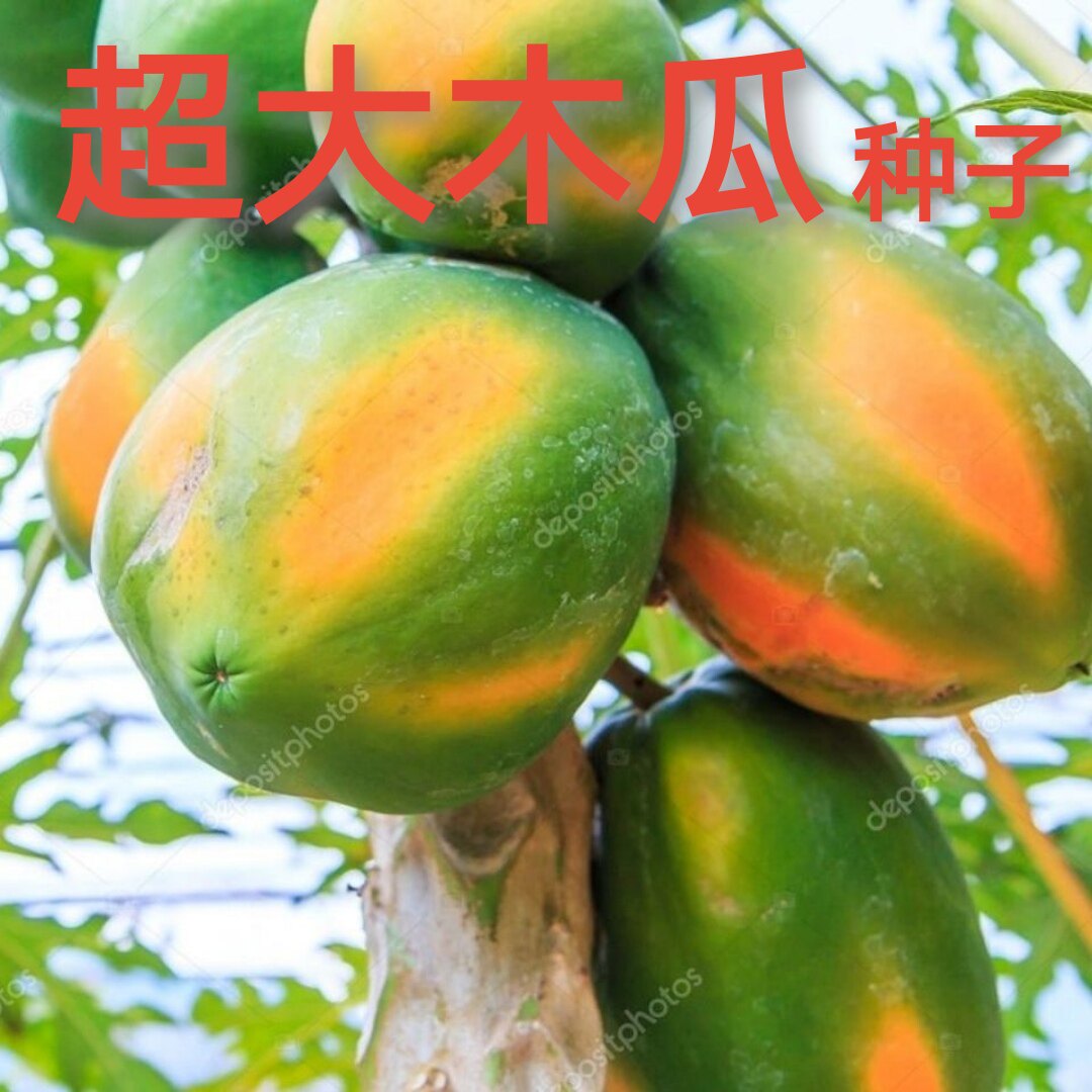 海南超级木瓜种子超大木瓜矮株型番木瓜水果红肉水果木瓜种子红妃