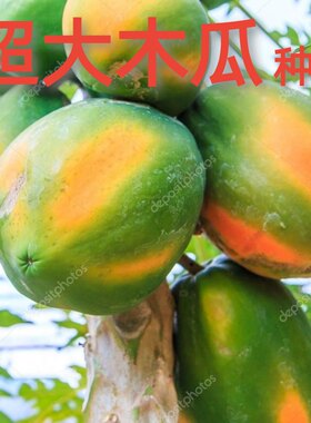 海南超级木瓜种子超大木瓜矮株型番木瓜水果红肉水果木瓜种子红妃