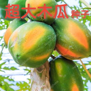 海南超级木瓜种子超大木瓜矮株型番木瓜水果红肉水果木瓜种子红妃