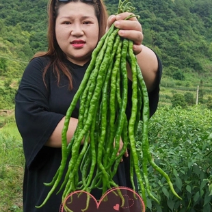 火凤凰超长线椒种子香辣线椒中早熟薄皮特长高产辣椒皱皮青红辣椒