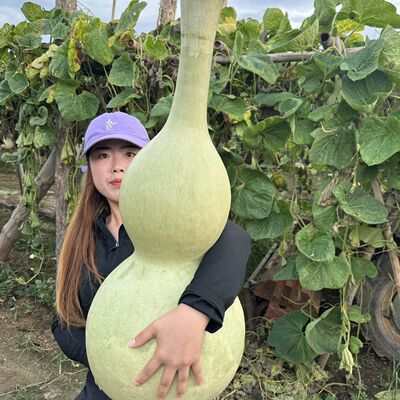 葫芦籽特大巨型超大葫芦特大葫芦种子大亚腰葫芦盆栽庭院文玩观赏