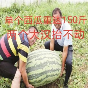 航天182巨型西瓜种子甜王硒砂大西瓜高产四季 种籽南北方水果种孑