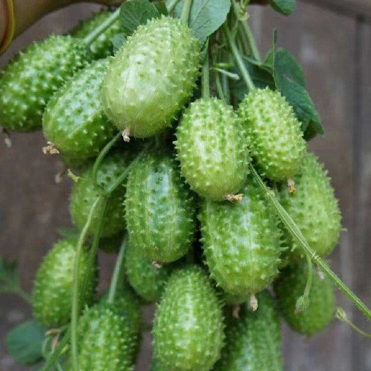 云南黄瓜种籽小刺猬黄瓜籽四季阳台种植高产迷你水果蔬菜种子盆栽