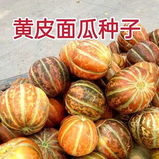老品种面瓜种子黄皮面瓜种花皮面瓜种子露地生吃甜瓜香瓜四季播种