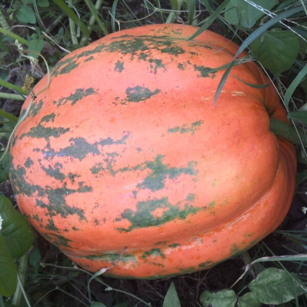 越南超大红南瓜子巨型西瓜南瓜冬瓜葫芦种子可食用南瓜种子垂吊蔓