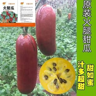 【新种上市】火腿香瓜种子红皮甜瓜种子四季香蜜甜瓜罕见稀有种子