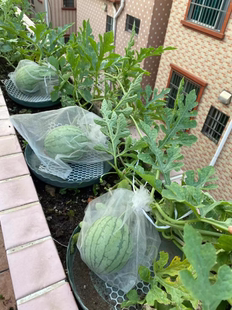 日本2K西瓜种子 薄皮沙瓤 椭圆形礼品小西瓜种籽吊瓜甜度高不裂瓜