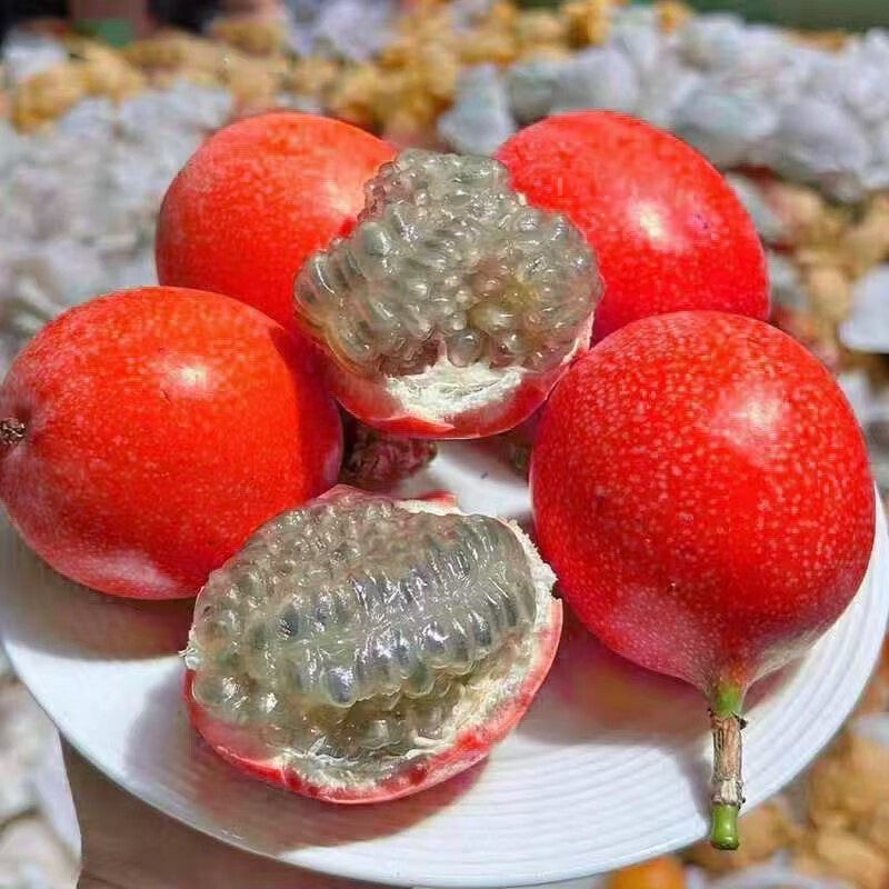 新品种红皮热情果种子果更大更甜水果种子/种苗