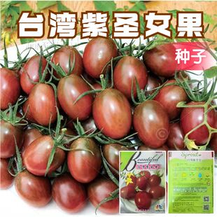 台湾紫圣女果种子进口圣女果小西红柿千禧籽四季 农家蔬菜种孑种苗