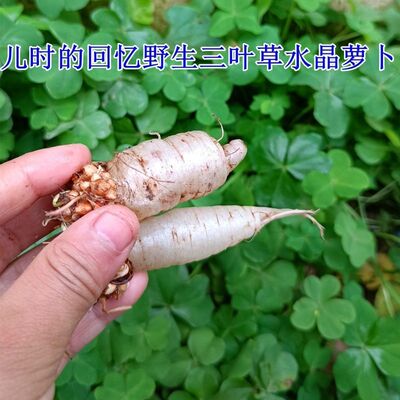 水晶萝卜种籽四季红白三叶草种子粉色幸运草盆栽植物果园绿肥种籽