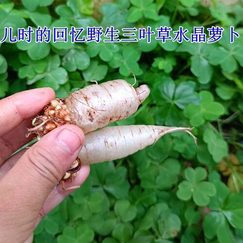 水晶萝卜种籽四季红白三叶草种子粉色幸运草盆栽植物果园绿肥种籽