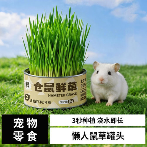 仓鼠草懒人猫草杯金丝熊零食无土水培小麦草荷兰猪化毛球宠物零食