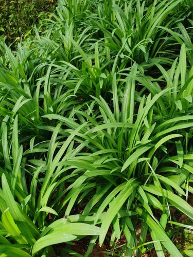 贵州特产新鲜宽叶韭菜品种