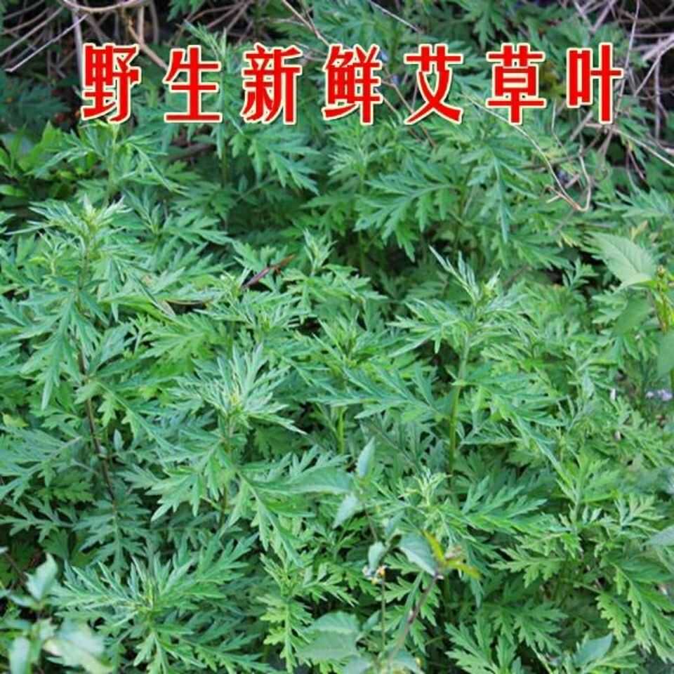 新鲜艾草叶清明草当季蔬菜艾蒿食用艾叶青团艾草嫩叶糍粑3包邮