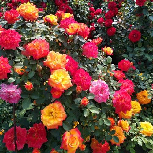 滕彩虹藤本月季多季花期长变色爬藤蔷薇可盆栽地栽易成活四季移栽