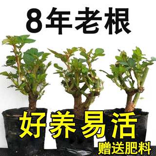 8年老桩玫瑰花苗月季花老桩空气浓香室内阳台四季开大花玫瑰盆栽