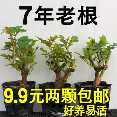 7年玫瑰花苗老桩空气清香四季开大花盆栽好养植物阳台庭院月季花