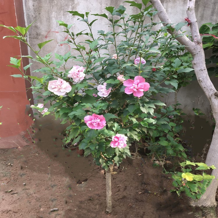 木槿花苗重瓣南方北方种植盆栽地栽四季常青庭院风景花木树苗包邮图片