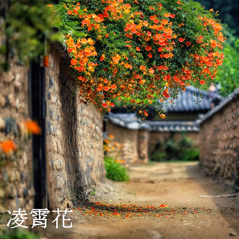 庭院美国进口爬藤植物凌霄花苗