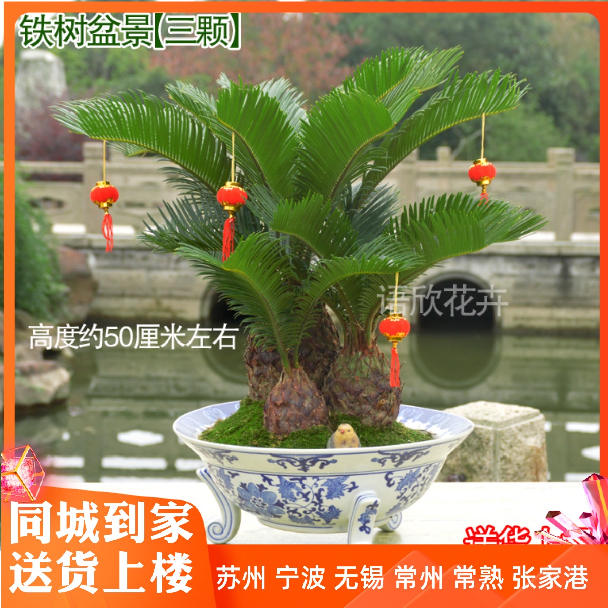 铁树盆栽 组合盆景茶几桌面植物 精品盆栽盆景苏州无锡昆山上海