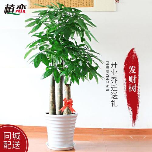 开业乔迁送礼苏州步步高发财树