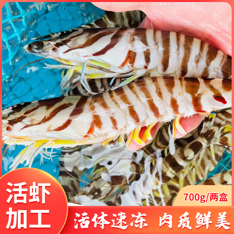 东山岛澳角村活冻斑节虾鲜活九节虾特大斑节虾竹节虾海鲜水产700g