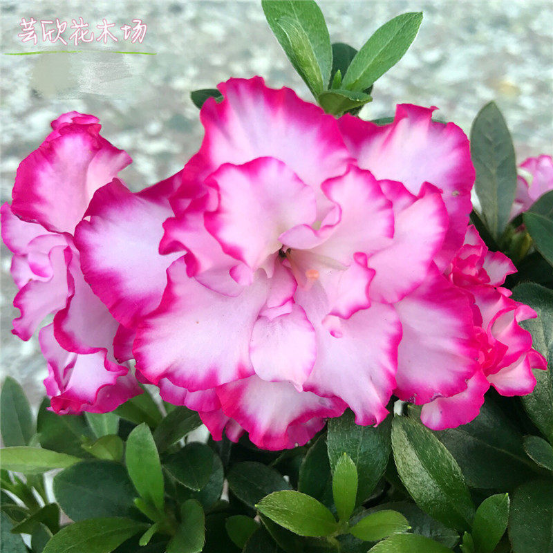 西玛杜鹃花 四季比利时西洋杜鹃办公室阳台庭院花卉绿植盆栽包邮