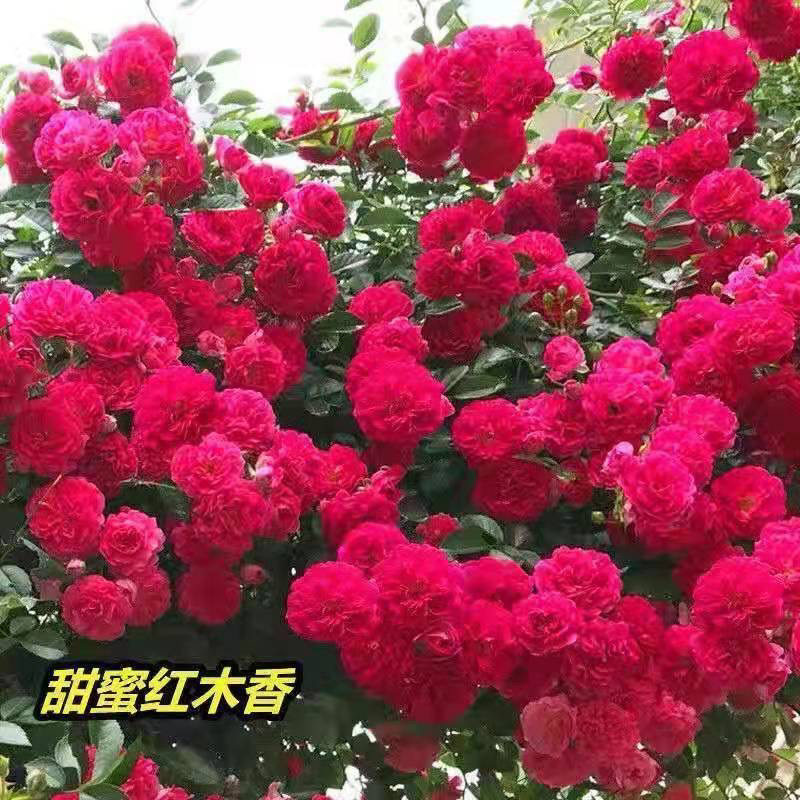 红木香花卉爬藤植物浓香四季带花红木香白木香蔷薇花阳台攀援