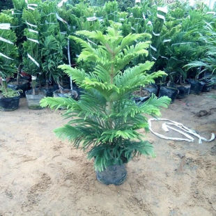 【带土带叶】四季常青南洋松南洋杉澳洲杉树苗圣诞树网红植物花卉