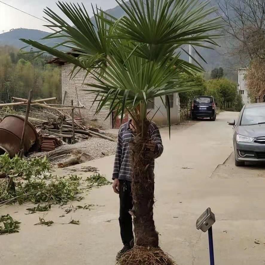 棕榈树大树苗盆栽地栽庭院扇子树老人葵蒲扇四季常青大型绿化