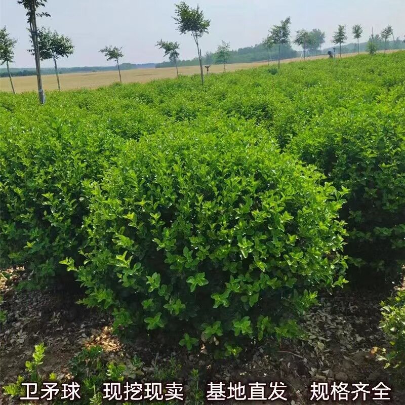 卫矛树苗工程园林绿化小苗胶东卫矛球庭院别墅围墙绿篱耐寒