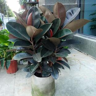 橡皮树黑金刚盆栽花盆苗客厅室内绿叶大叶四季常青型植物美化