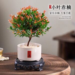小叶赤楠植物盆栽老桩花卉盆景办公室内好养四季常绿陶瓷盆清仓