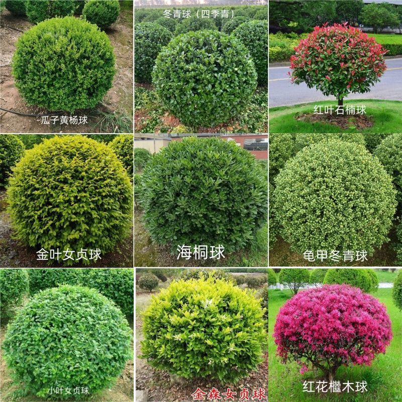 大叶黄杨球树苗球形龟甲冬青球小叶瓜子室外园林庭院绿化植物