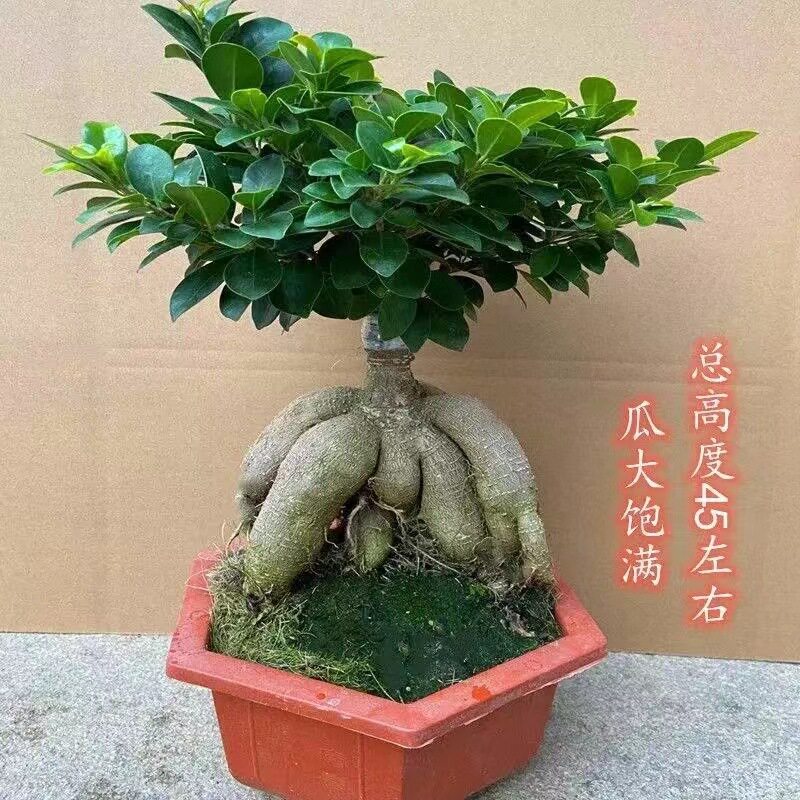 人参榕小叶榕树造型盆景室内阳台植物盆栽绿植地瓜榕老桩易养
