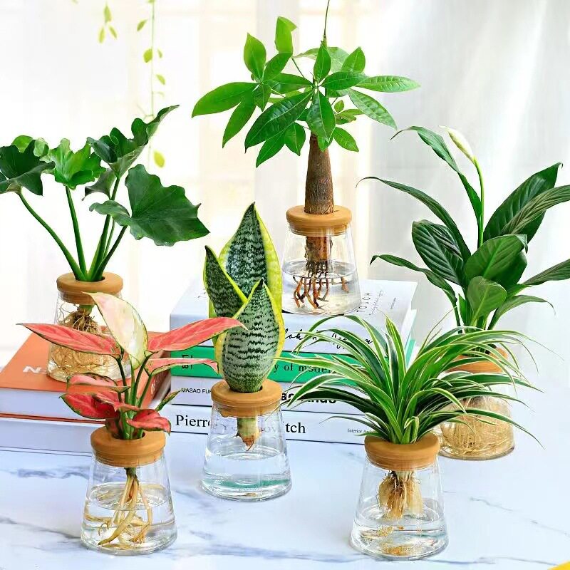 水培植物吉利红室内花卉盆栽绿植九里香水养发财树绿萝富贵竹