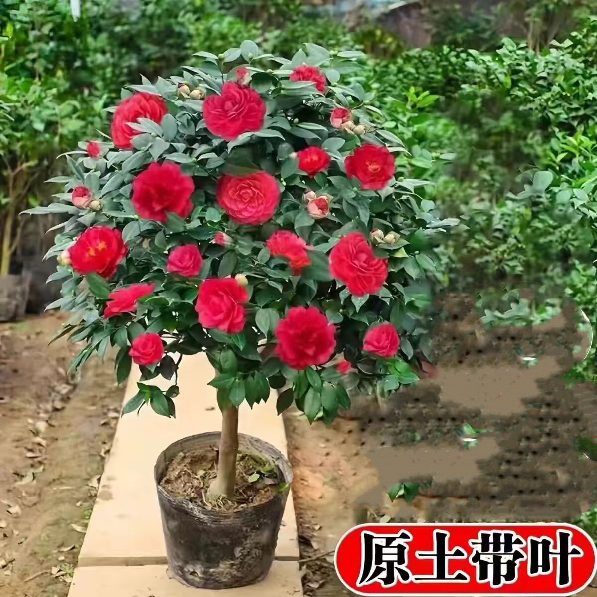 山茶花树苗庭院大型耐冬香妃茶花四季常青耐寒花卉植物庭院