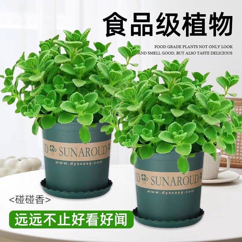 碰碰香老桩盆栽可食用绿植驱蚊提神香喷喷多肉花卉净化空气一抹