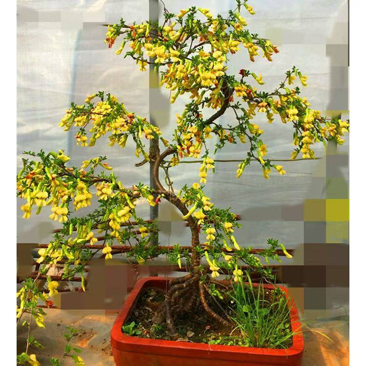 金雀花树苗黄金雀盆景老桩阳台盆栽花卉正宗云南新鲜阳雀花根